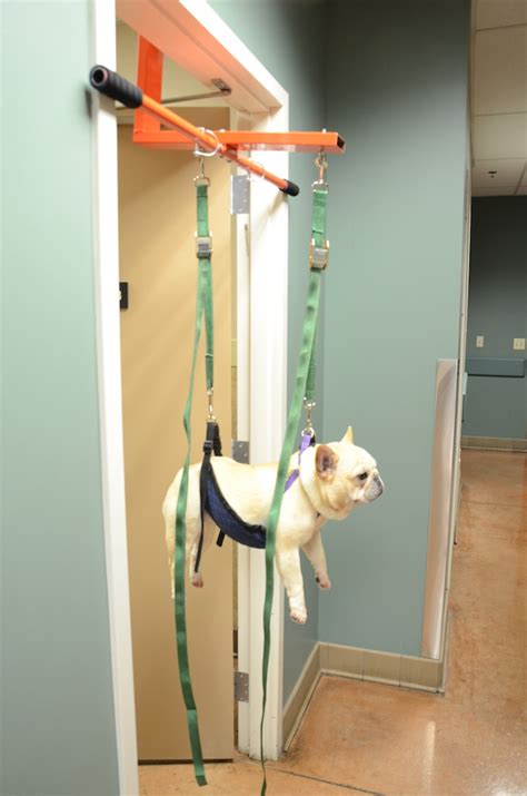 dog lift harness for cutting nails